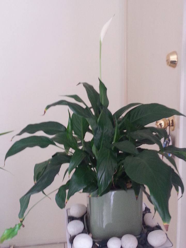 Peace Lily 1