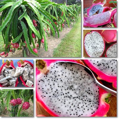 Dragon fruit 2