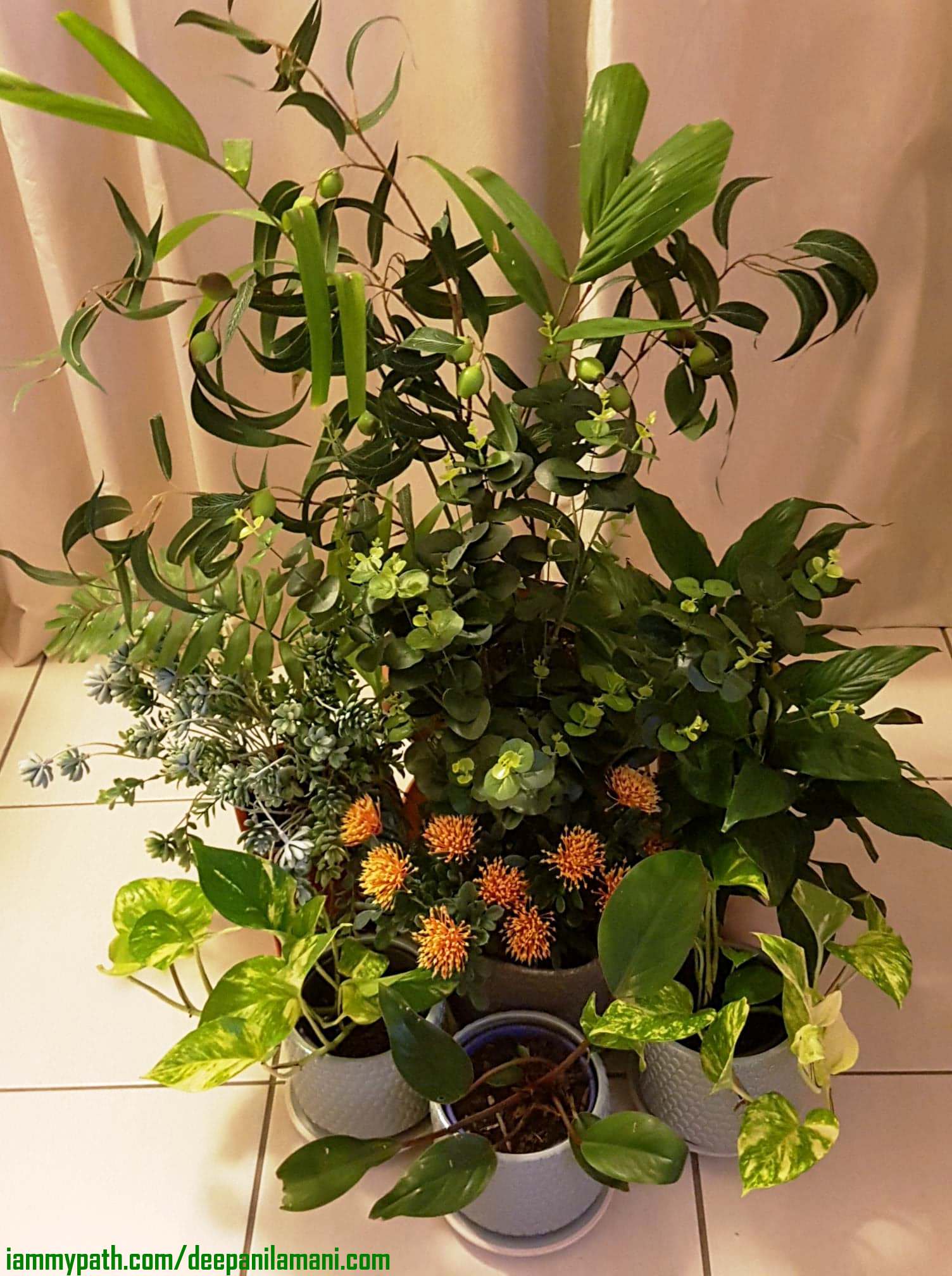 Plants 8